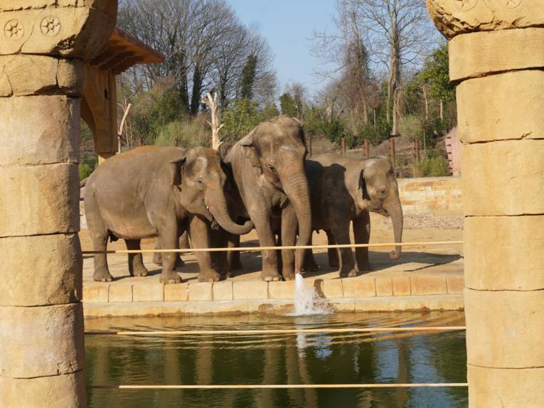 Elefanten auf der neuen Außenanlage im Zoo Hannover.